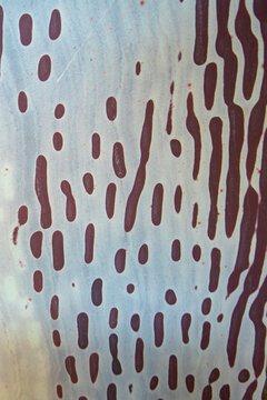 Sedimentary Zebra Rock - Australia