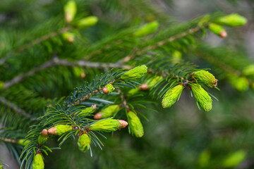 Fresh green spruce tree sprouts growing on branch in wild forest in spring with beautiful blurred bokeh copy space background. © Tatiana
