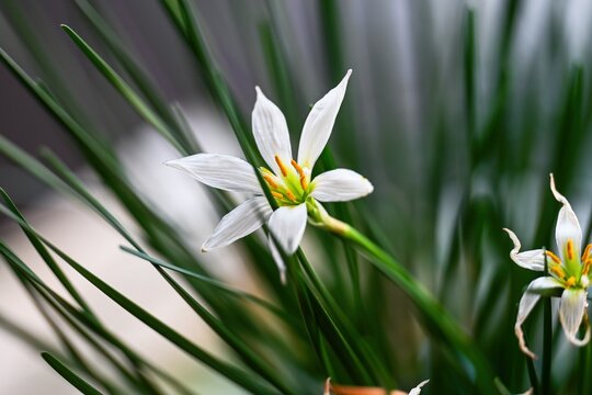 White rain lily zephyranthes candida flower blooming outdoors among thin green grass blades with soft bokeh background.