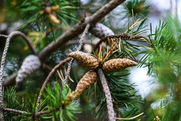 Brown pine cone group on coniferous tree branch with green needles on blurred natural background macro close up © Tatiana