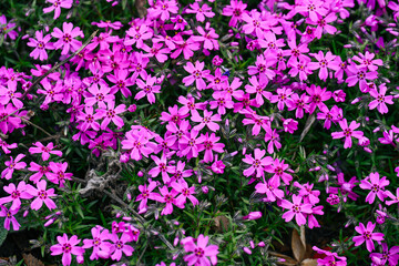 Obraz premium Pink phlox subulata flowers textury background with copy space for text on blooming ground cover plant in spring
