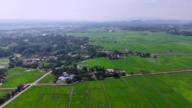 Aerial view of vast green rice fields. Village homes dot the landscape at Kampung Terus