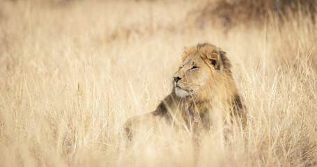 Adult male African lion resting in golden dry savanna grass © Earthbound Visuals