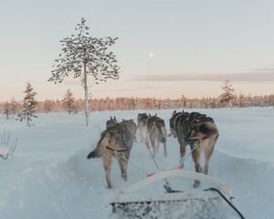 Sled dogs running across a snow-covered open landscape in Pyhä, Finnish Lapland. © _mishamartin