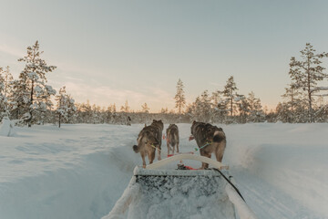 Dog sled team moving across a snowy landscape beneath a pale winter moon in Pyhä, Finland. © _mishamartin