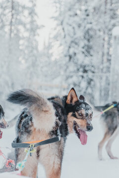 Harnessed sled dogs resting beside a sled in a snow-covered winter camp in Pyha, Finnish Lapland.