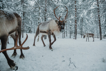 Antlered reindeer standing or walking among snow-covered trees in Pyha, Finnish Lapland. © _mishamartin