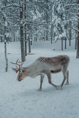 Antlered reindeer standing or walking among snow-covered trees in Pyha, Finnish Lapland. © _mishamartin