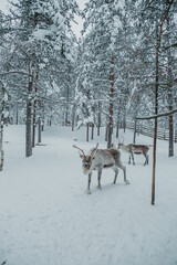Antlered reindeer standing or walking among snow-covered trees in Pyha, Finnish Lapland. © _mishamartin