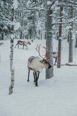 Antlered reindeer standing or walking among snow-covered trees in Pyha, Finnish Lapland. © _mishamartin