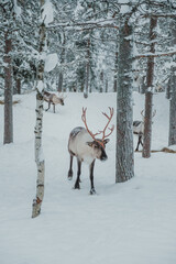 Fototapeta premium Antlered reindeer standing or walking among snow-covered trees in Pyha, Finnish Lapland.