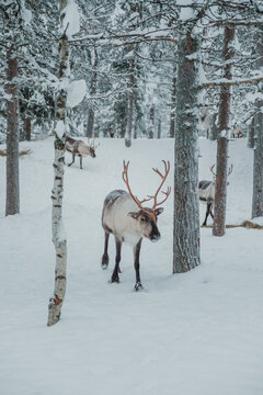 Antlered reindeer standing or walking among snow-covered trees in Pyha, Finnish Lapland.
