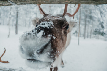 Close-up portrait of an antlered reindeer in snowy winter conditions in Pyha, Finnish Lapland. © _mishamartin