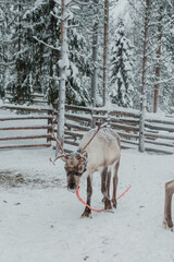 Reindeer in a snow-covered Finnish Lapland winter landscape near Pyha. © _mishamartin