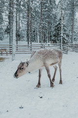 Reindeer in a snow-covered Finnish Lapland winter landscape near Pyha. © _mishamartin