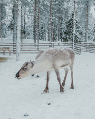 Reindeer in a snow-covered Finnish Lapland winter landscape near Pyha. © _mishamartin