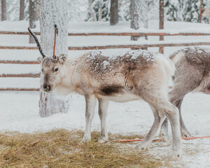 Panoramic Reindeer feeding on hay in a snow-covered winter enclosure in Pyha, Finnish Lapland. © _mishamartin