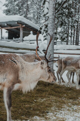 Reindeer feeding on hay in a snow-covered winter enclosure in Pyha, Finnish Lapland. © _mishamartin