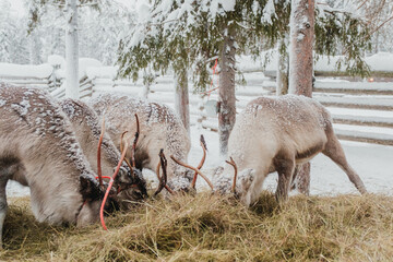 Reindeer feeding on hay in a snow-covered winter enclosure in Pyha, Finnish Lapland. © _mishamartin