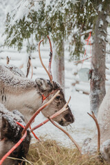 Reindeer feeding on hay in a snow-covered winter enclosure in Pyha, Finnish Lapland. © _mishamartin