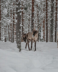 Reindeer moving through a snow-covered boreal forest in Pyha, Finnish Lapland. © _mishamartin