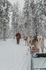 View from a sled as reindeer travel through a snowy Finnish Lapland forest near Pyha. © _mishamartin