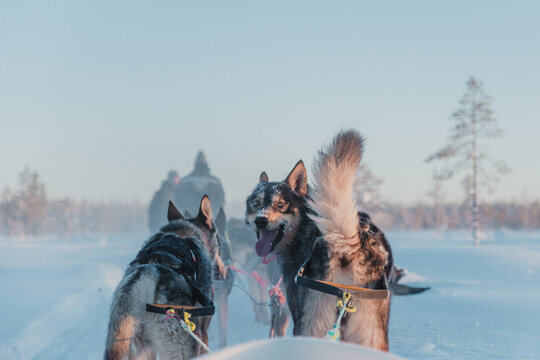 Close-up of sled dogs pulling a sled across a snowy landscape in Pyha, Finnish Lapland.