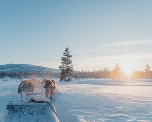 Fototapeta premium Sled dogs pulling a sled across a snowy landscape beneath low winter sunlight in Pyha, Finland.