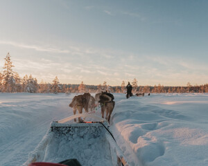 View from a dog sled as a team runs across a snowy trail in Pyha, Finnish Lapland. © _mishamartin