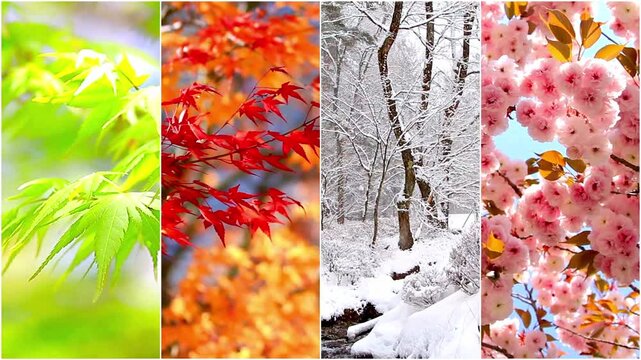 All four seasons in one picture.
