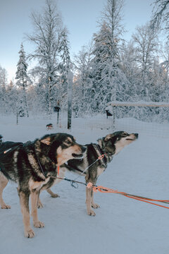 Team of sled dogs waiting in deep snow during a winter mushing experience in Pyha, Finland.
