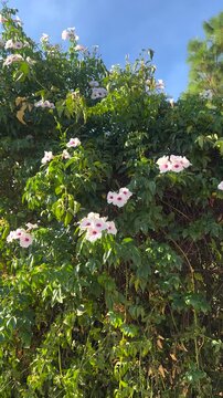 Pink bignonia vine swaying in the breeze against blue sky