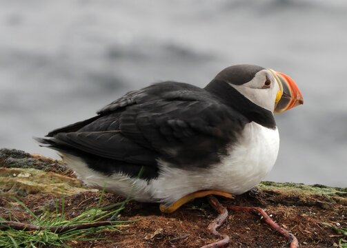 close up of a colorful atlantic puffin  resting on the cliff above the ocean at the elliston puffin viewing site during nesting season on a summer day on the bonavista peninsula in newfoundland, canad