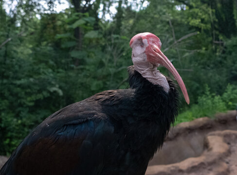 The Southern Bald Ibis (Geronticus calvus) is a rare bird species belonging to the ibis family, Threskiornithidae (order Pelecaniformes, class Aves, phylum Chordata).