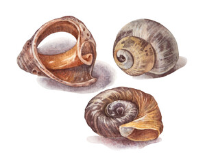 Watercolor set with brown yellow sea shell with shadow isolated on white background. Hand-drawn nature realistic clipart for celebration card. River element for wallpaper or textile and wrapping © NatashaKun