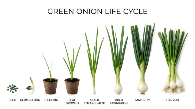 Green onion life cycle diagram showing stages from seed to harvest
