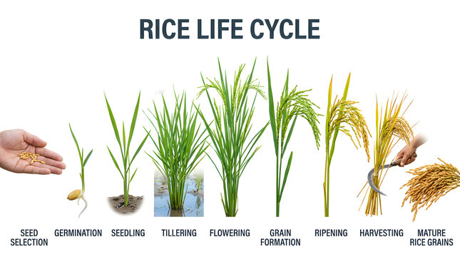 Diagram illustrating the complete rice life cycle, from seed selection to mature rice grains