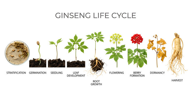 Ginseng life cycle diagram showing stratification, germination, seedling, leaf development, root growth, flowering, berry formation, dormancy, and harvest