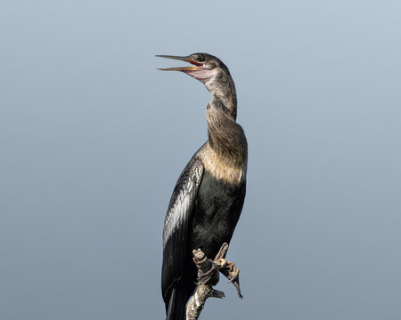 An anhinga perched on a bare branch with its beak open, captured against a clean blue-gray background in natural light.