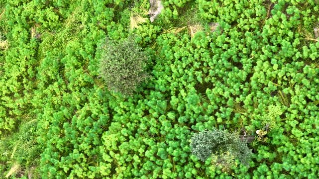 Top-down aerial tracking shot over lush green cannabis sativa plants growing on high-altitude mountain terraces above Tosh village in Parvati Valley, India.