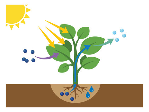 Educational diagram showing the process of photosynthesis in a green plant with plant biology sunlight energy carbon dioxide oxygen production botany illustration science diagram plant growth