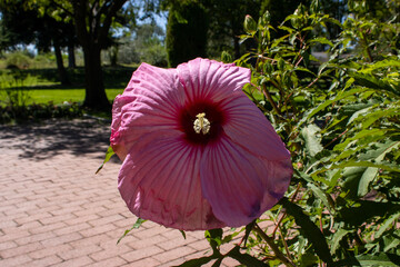 Large pink hardy hibiscus flower blooming in a garden © adam