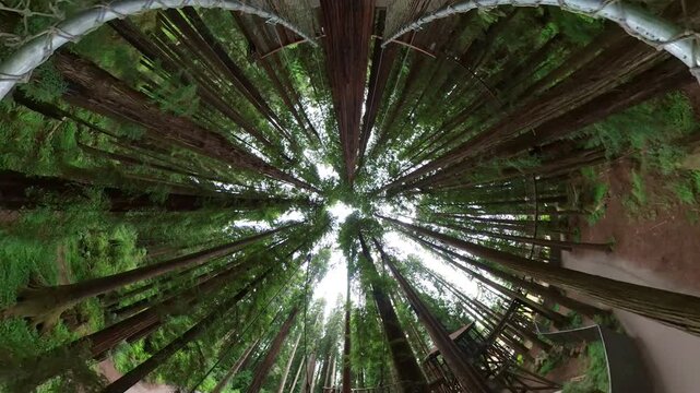 Redwood Forest Suspension Bridge 360 Degrees Fisheye 06 California USA