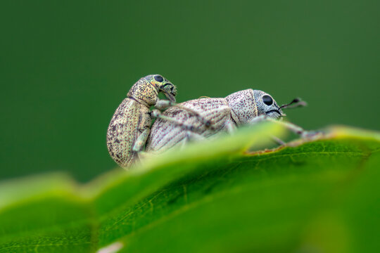 Fluffy white planthopper resting on a green stem