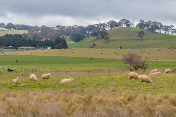 Fototapeta premium Overcast Winter Australian Country Landscape