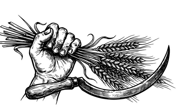 Close up hand holding wheat stalks and sickle blade harvest tool hand drawn black and white line art illustration