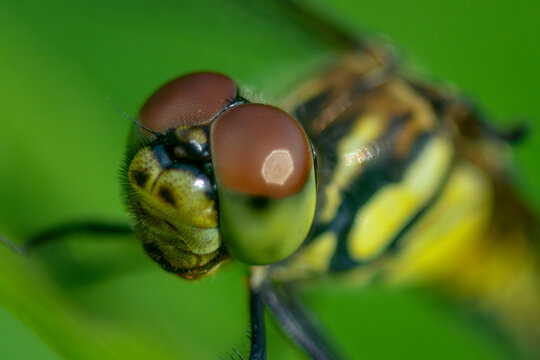 Hoverfly face in extreme macro close-up