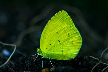Yellow butterfly resting with wings closed © Shutter & Pixel Co.