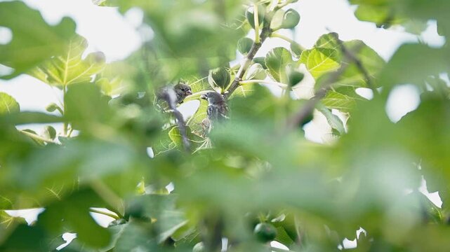 little bird eating from a fig tree, second female bird comes over and steals his food and bullies him away.