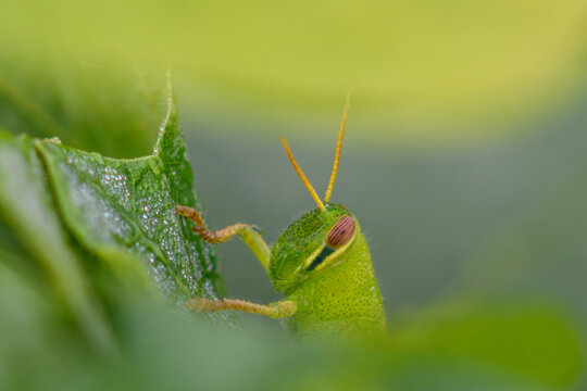 Insect resting on a leaf with long antennae
